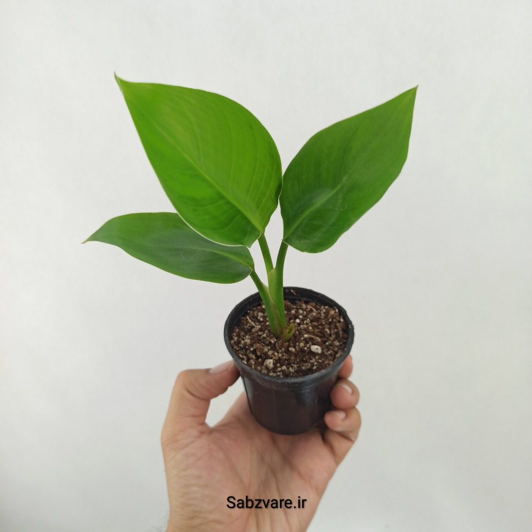 استرلیتزیا نیکولای (D25379)