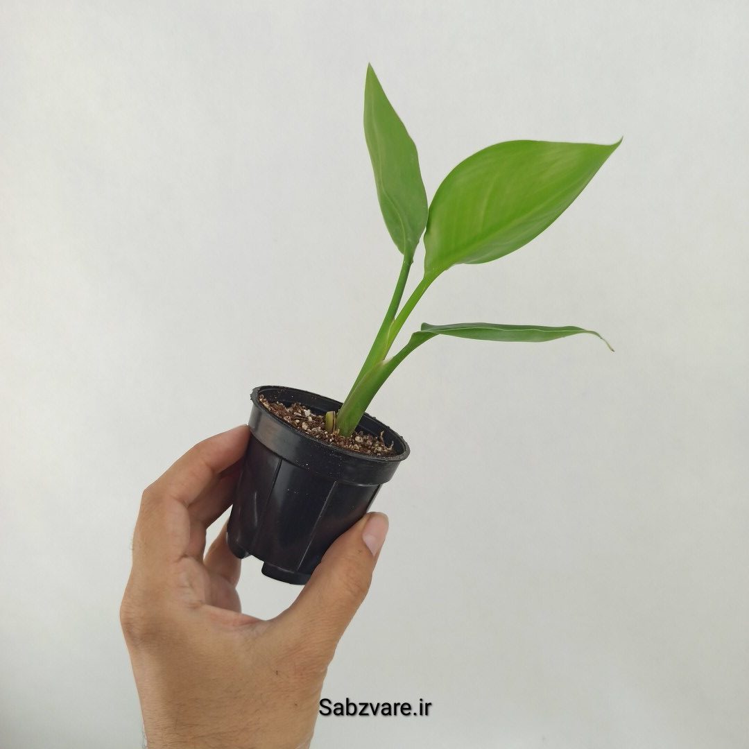 استرلیتزیا نیکولای (D25379) - Image 2