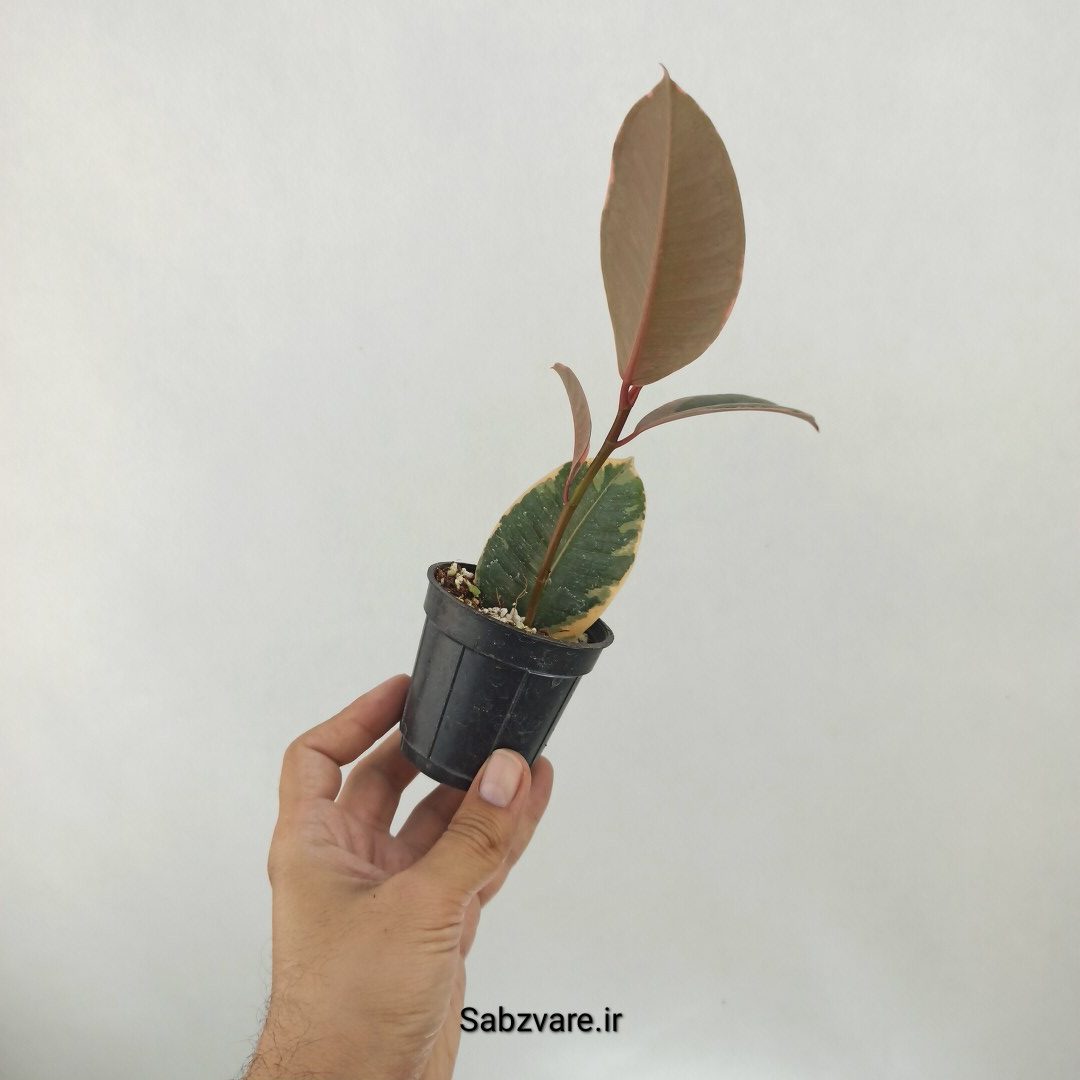 فیکوس شرابی (D25377) - Image 3