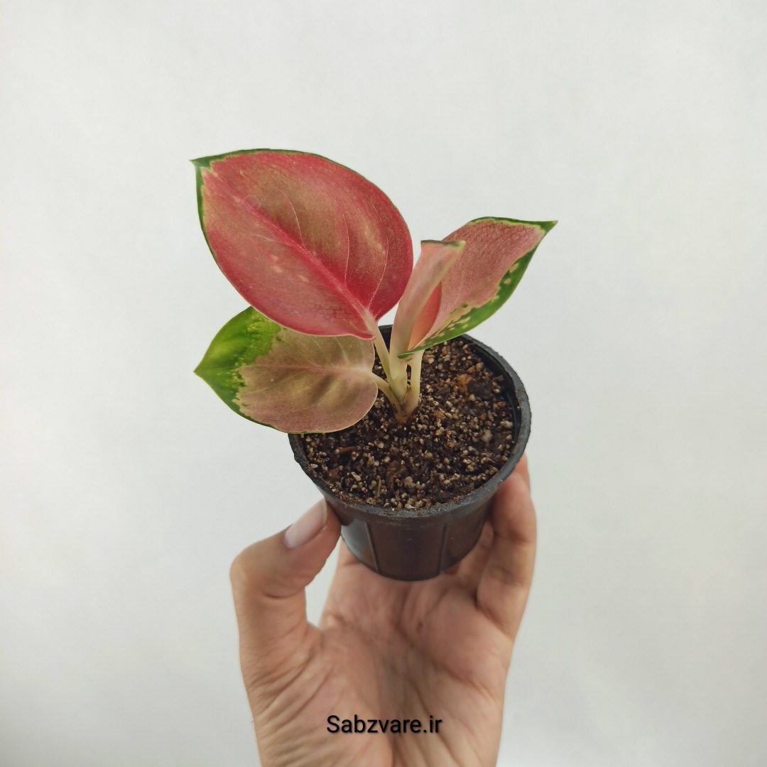 آگلونما رنگی (D25375)