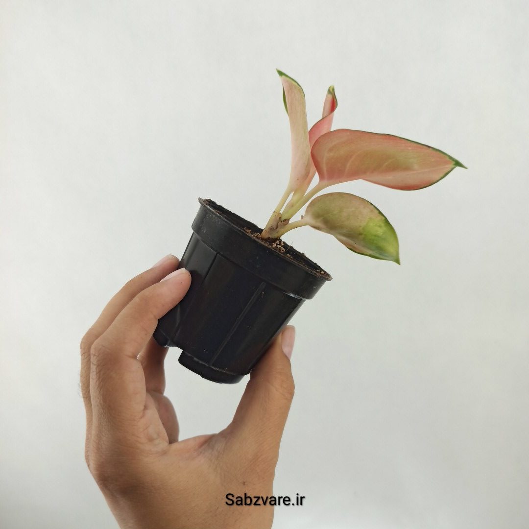 آگلونما رنگی (D25375) - Image 3