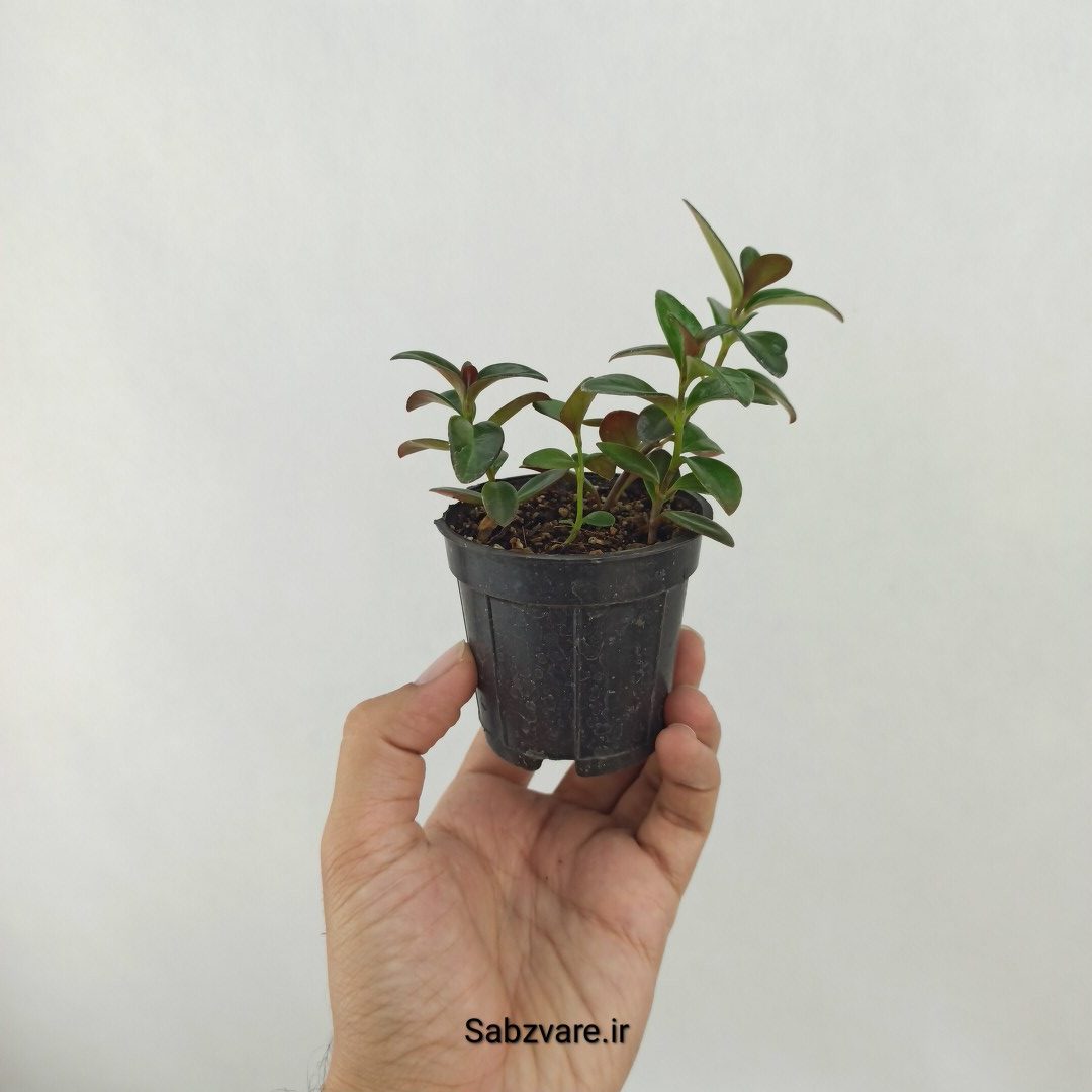 نماتانتوس یا گلدفیش (D25374) - Image 3