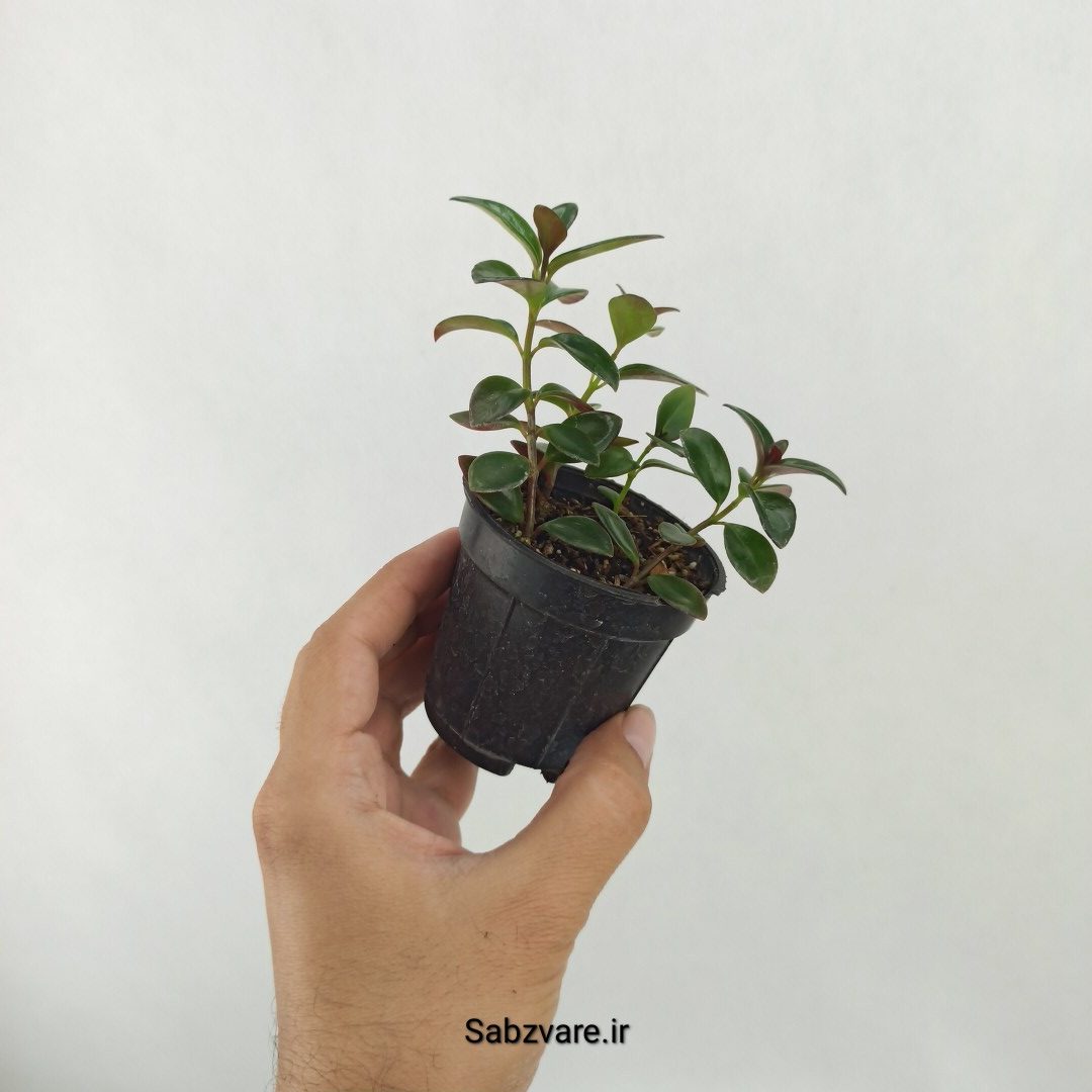 نماتانتوس یا گلدفیش (D25374) - Image 2