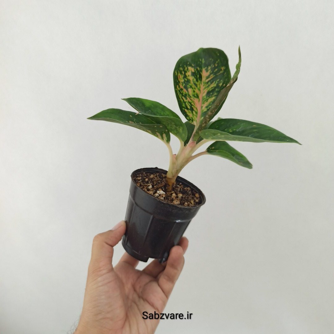 آگلونما رنگی (D25371) - Image 3