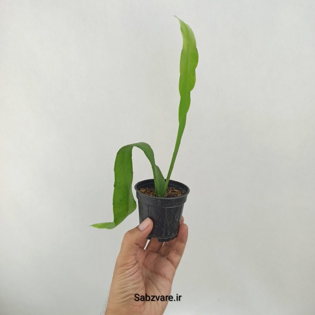 اپیفیلوم فیلانتوس (ملکه شب) (D25367) - Image 3