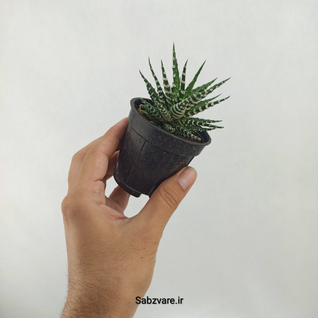 هاورتیا آلبینو (D25366) - Image 3