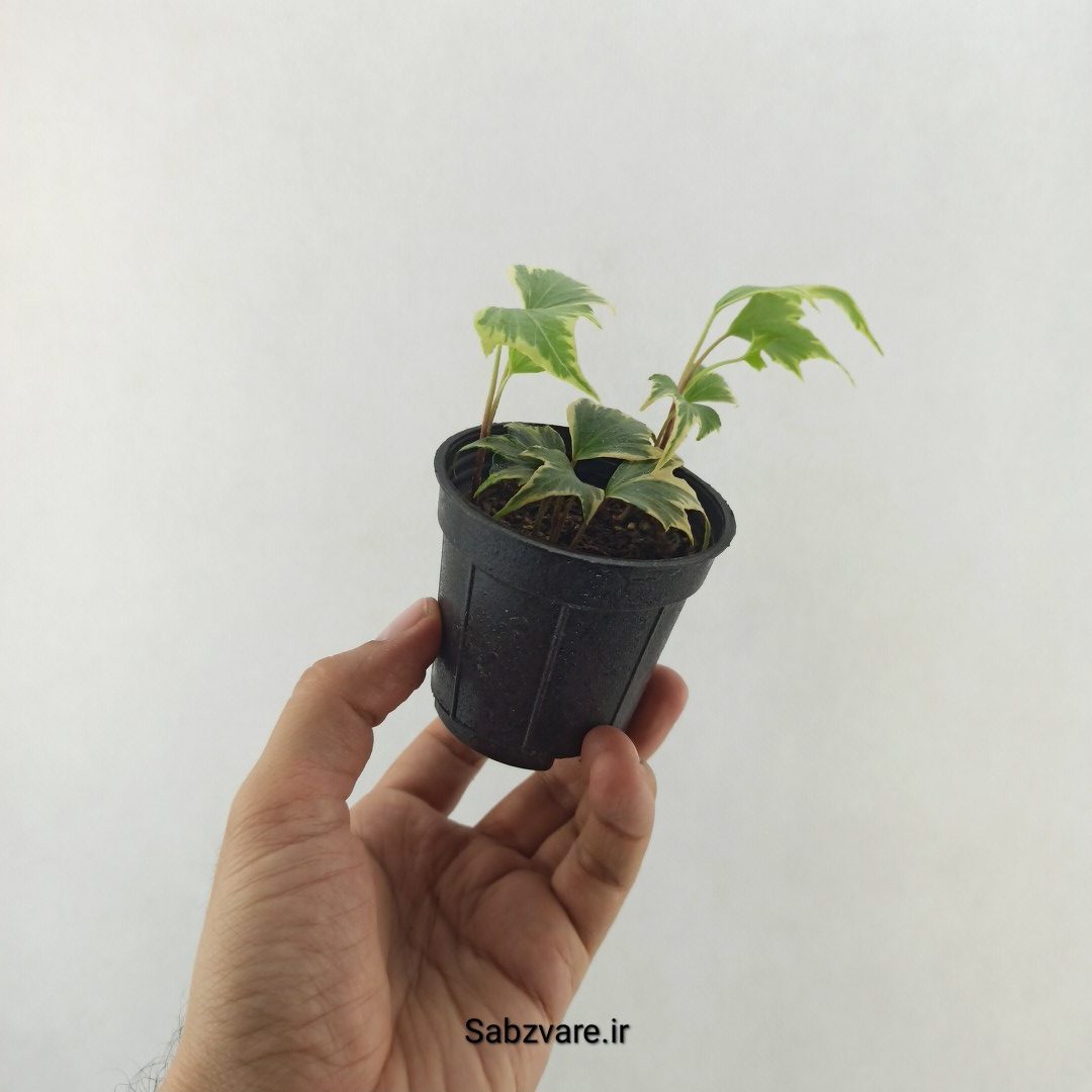 پاپیتال استارلیف ابلق (25393) - Image 2