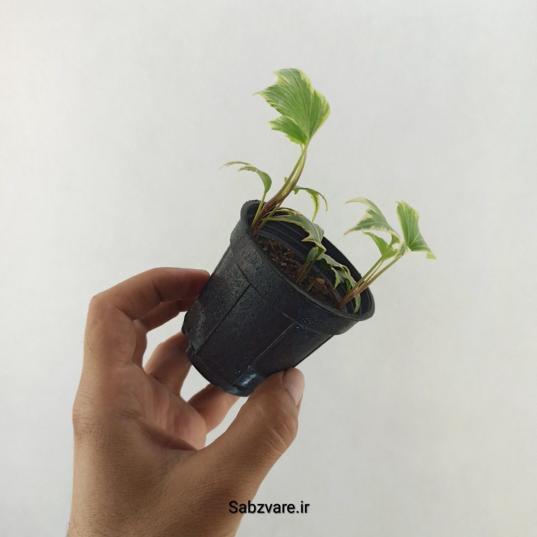 پاپیتال استارلیف ابلق (25393) - Image 3