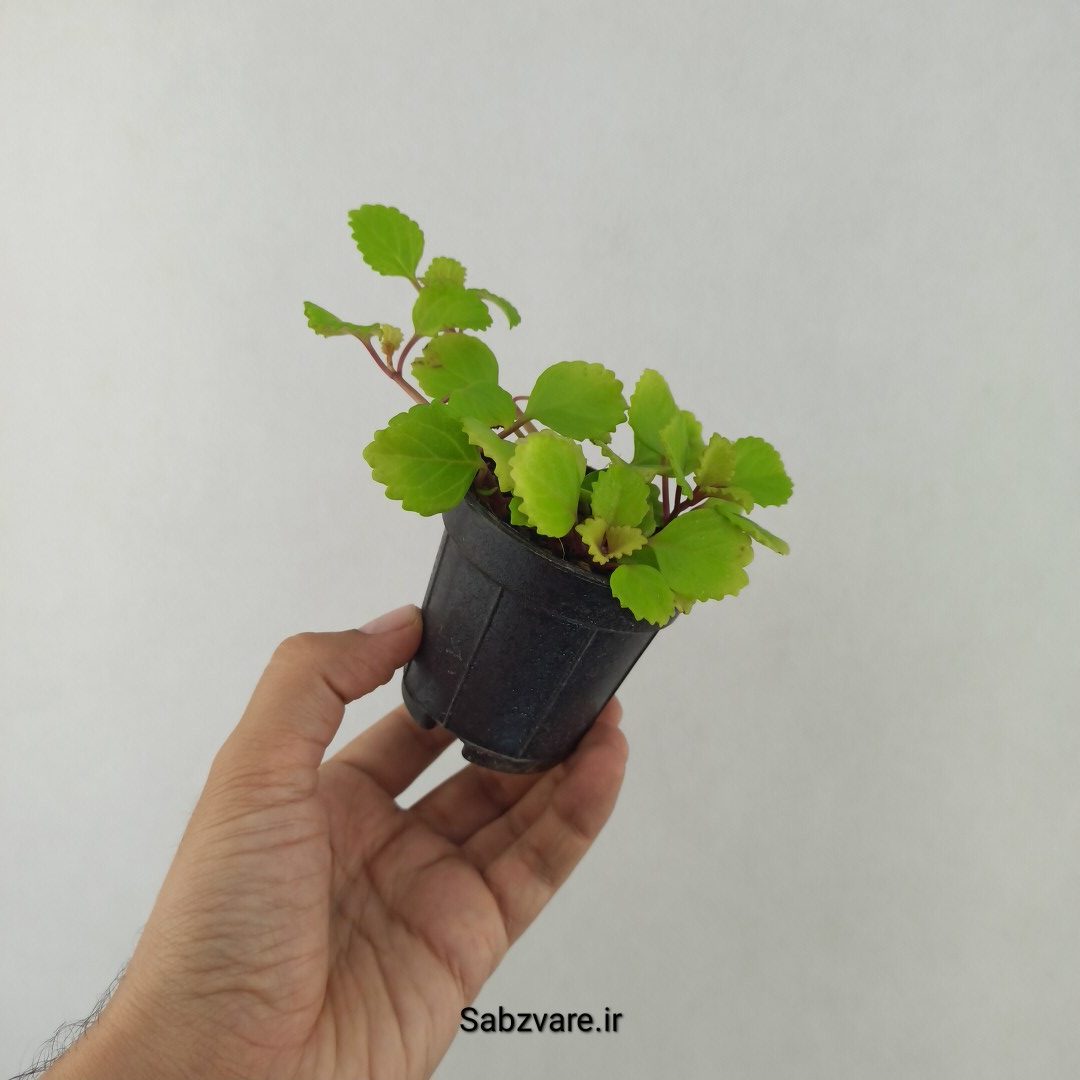 پیچک سوئدی (25403)