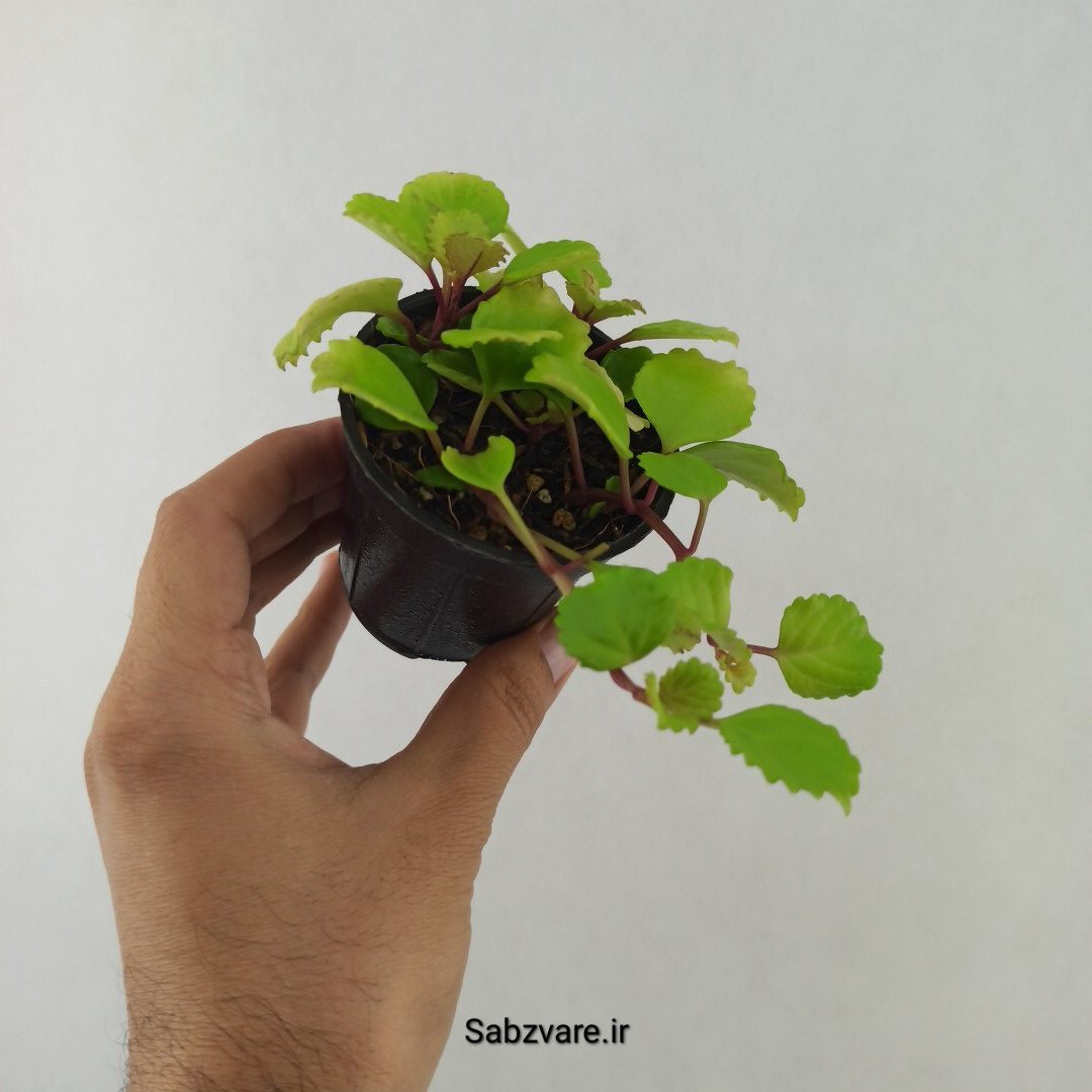 پیچک سوئدی (25403) - Image 3