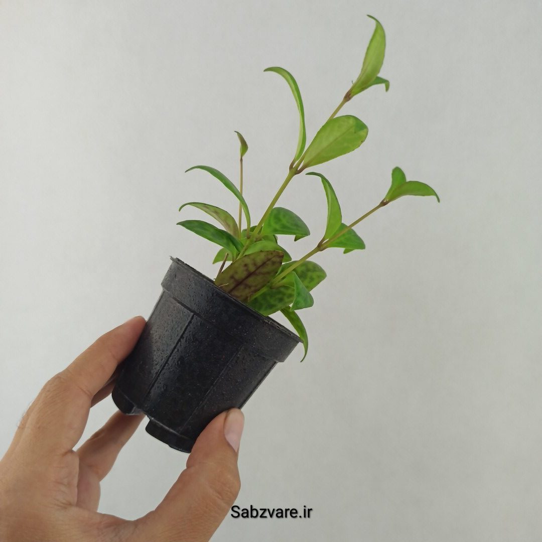 آشیانتوس لانگیکالیس (25406) - Image 3