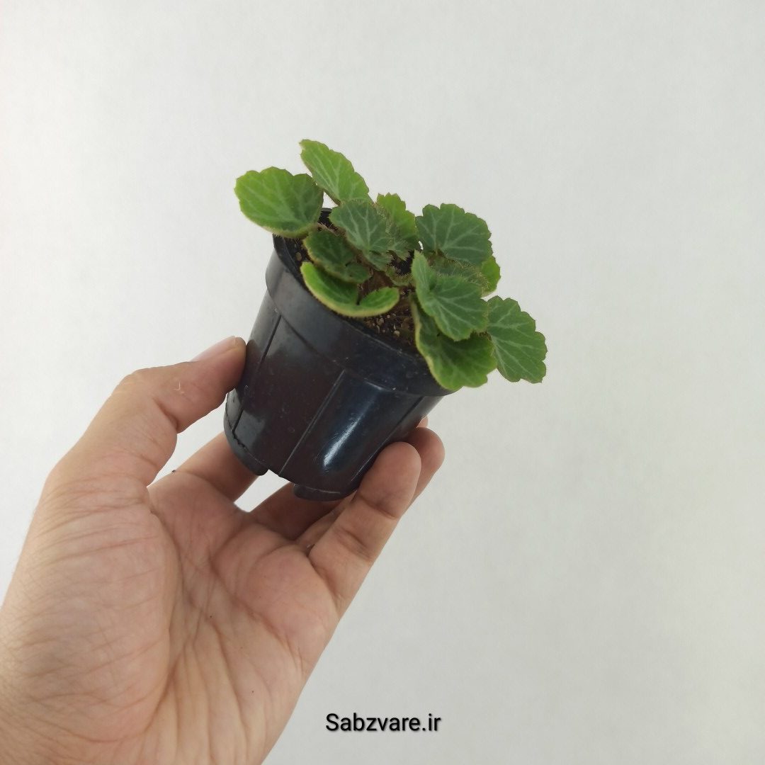 ساکسی فراژ (25425)