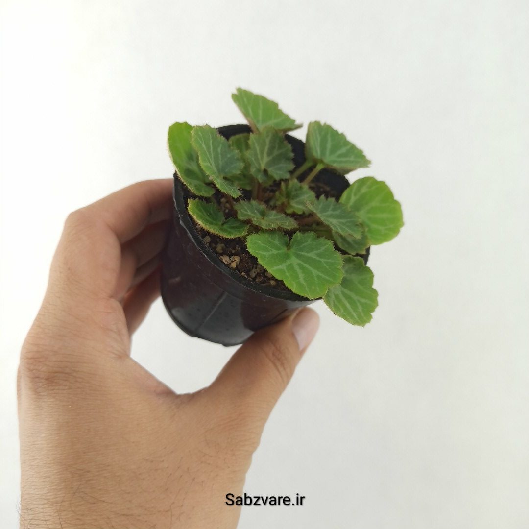 ساکسی فراژ (25425) - Image 3