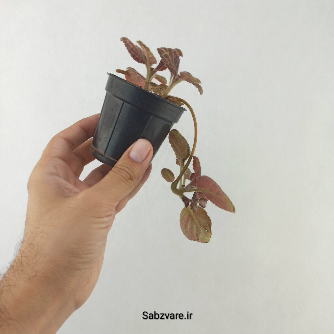 اپیشیا (بنفشه آتشین) (25426)