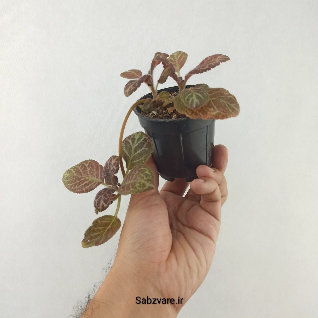 اپیشیا (بنفشه آتشین) (25426) - Image 3