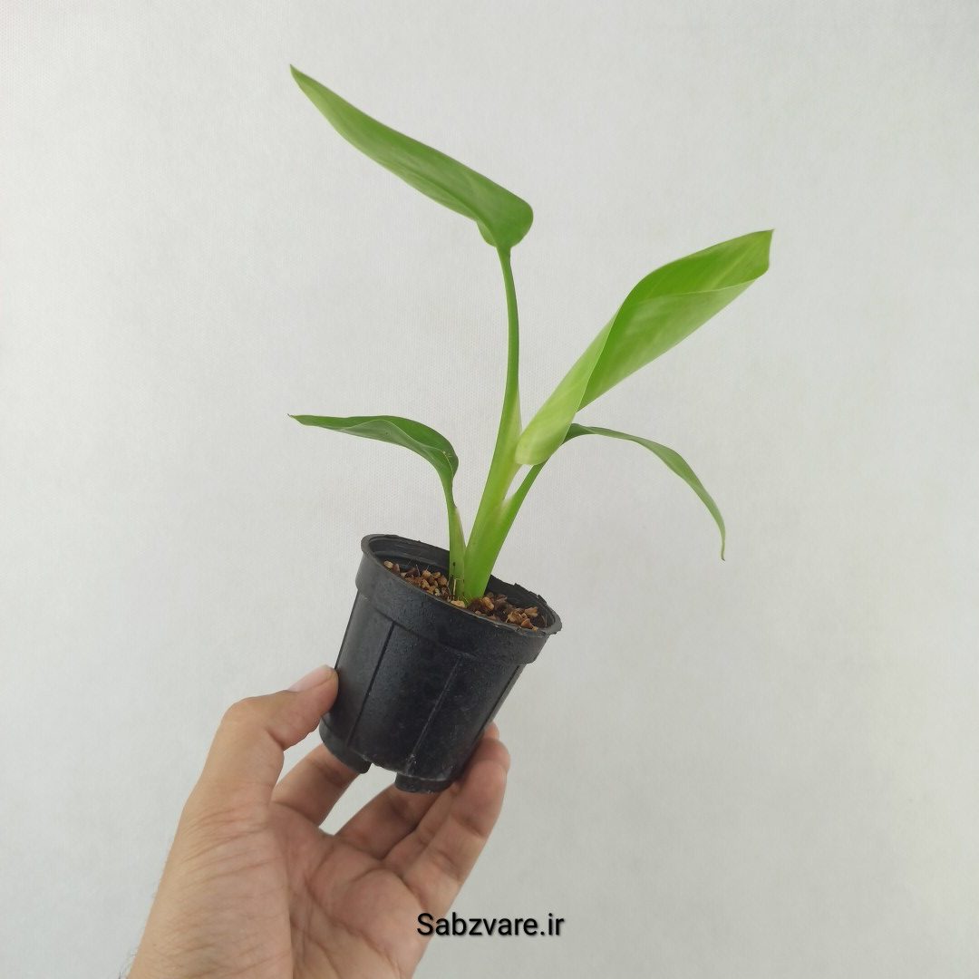 استرلیتزیا نیکولای (25435)