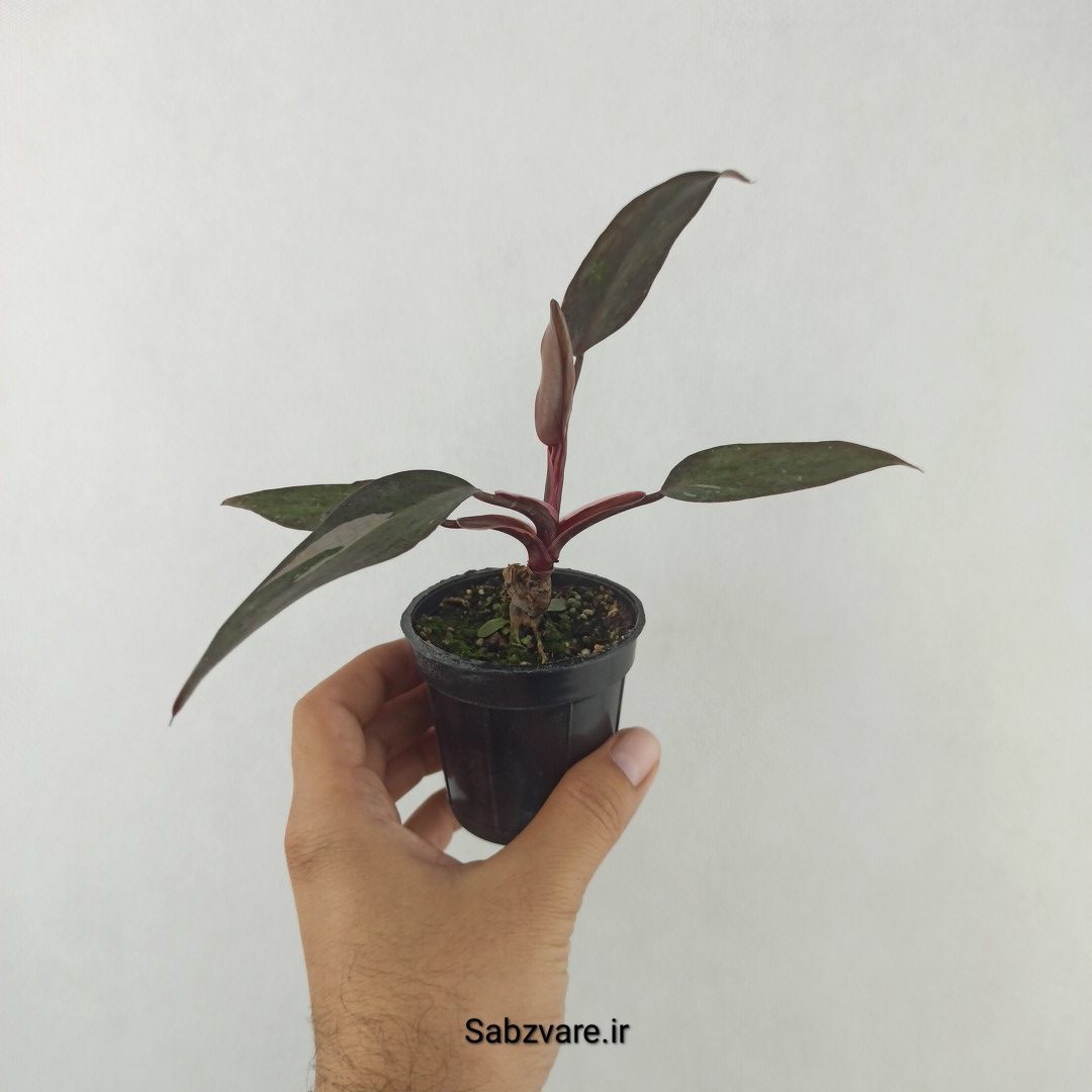 فیلودندرون پینک پرنسس (25443)