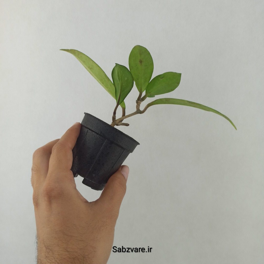 هویا پابیکالیکس (25458) - Image 3