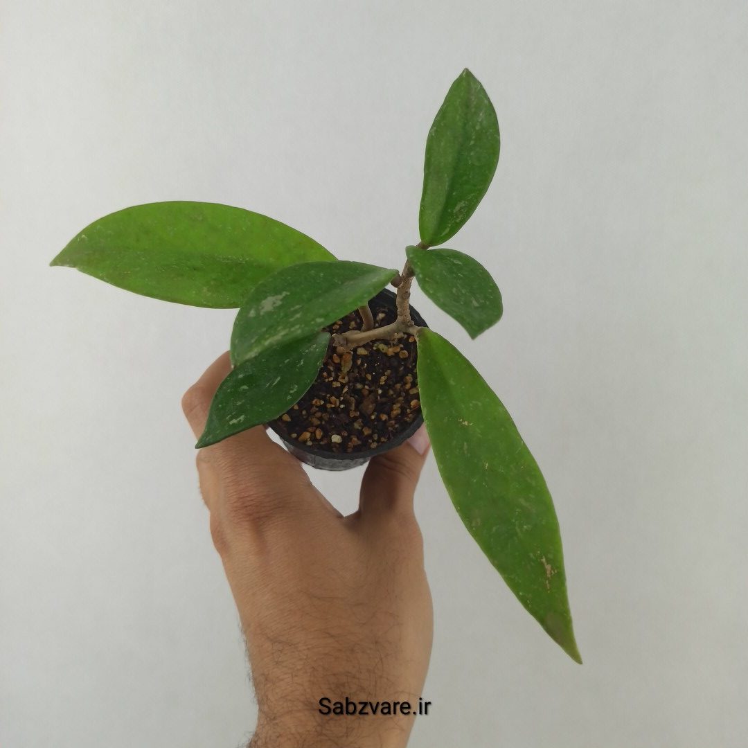 هویا پابیکالیکس (25458)