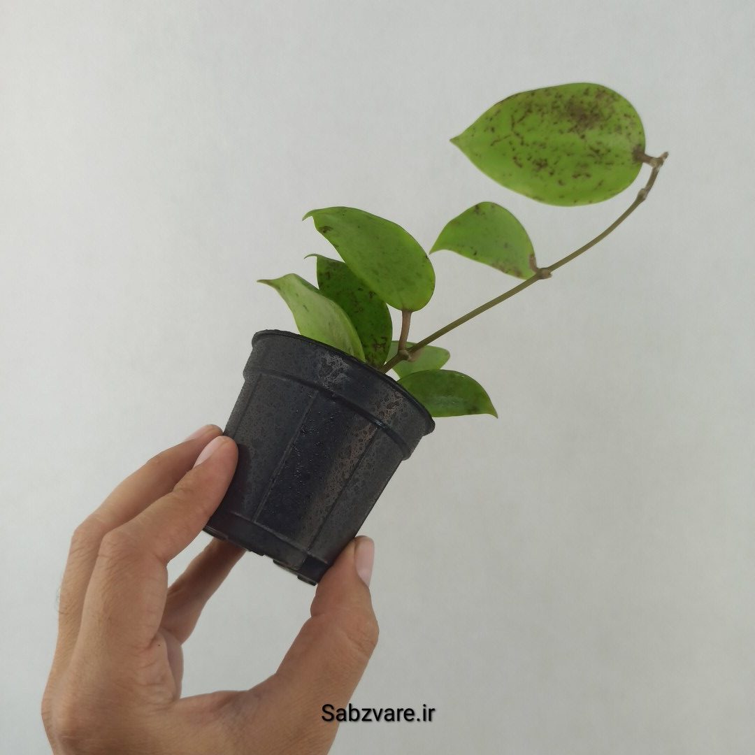 هویا دالیچسپارته (25452) - Image 3