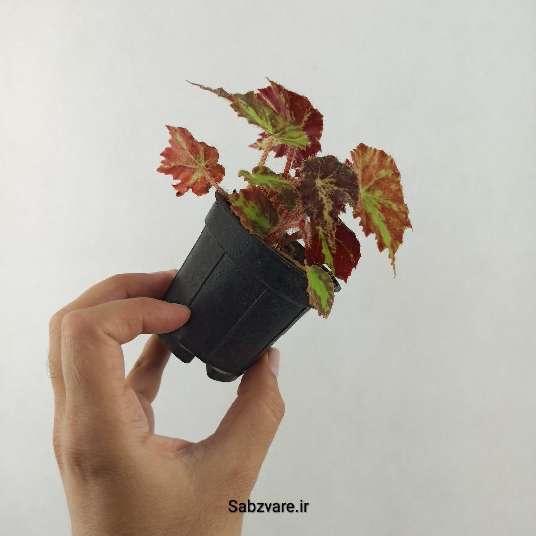 بگونیا مونتونو (25472) - Image 3
