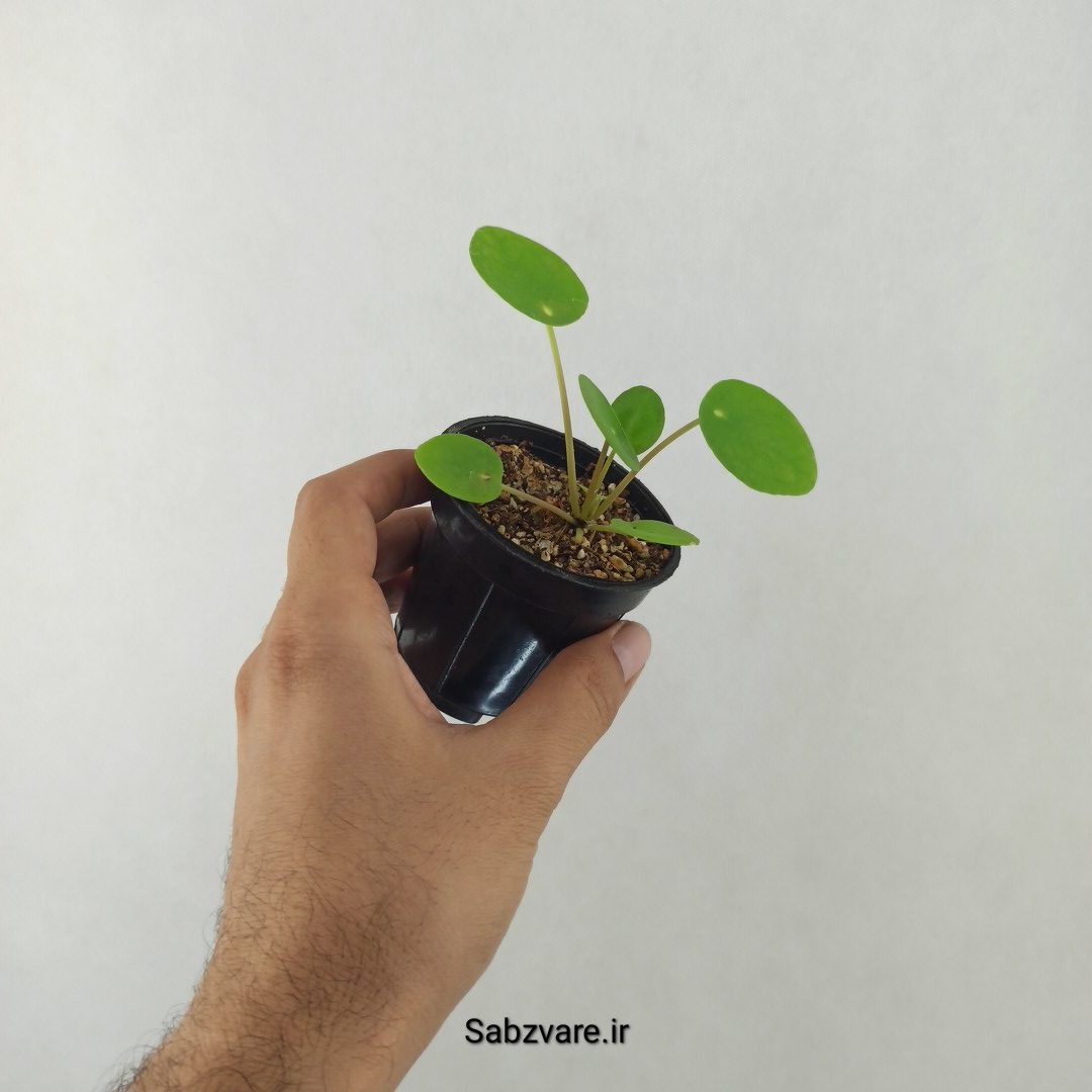 سکه چینی (25477)
