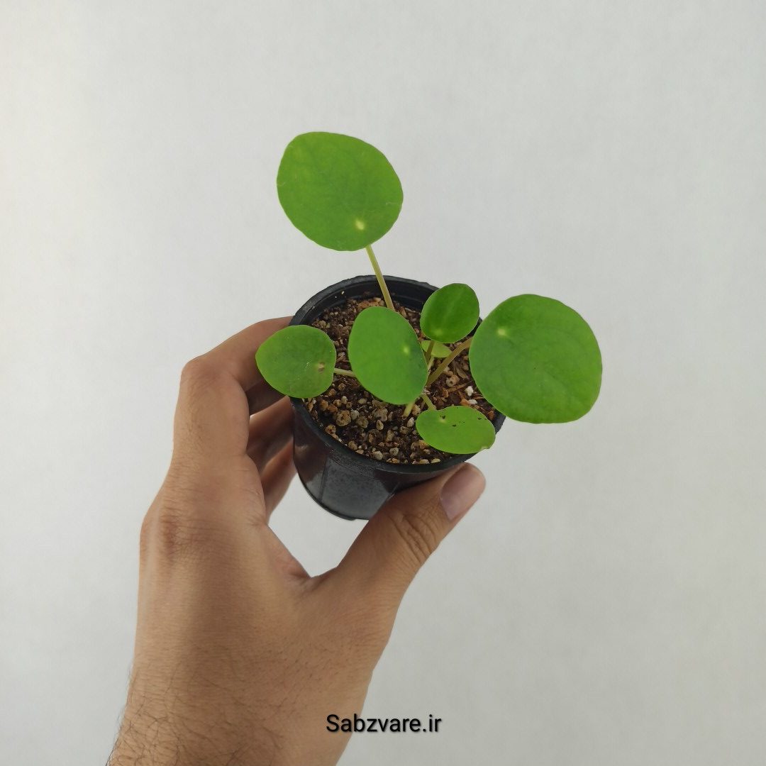 سکه چینی (25477) - Image 2