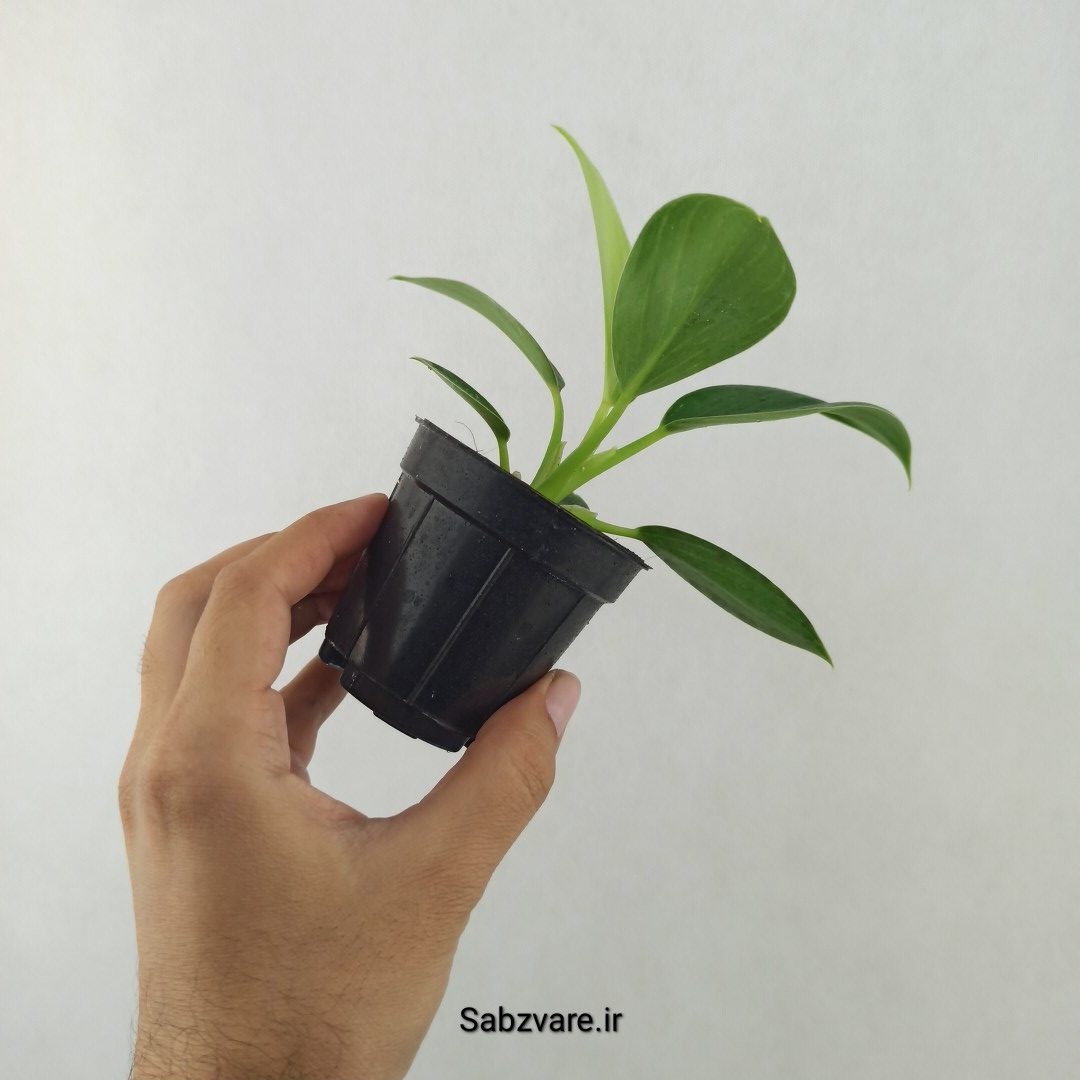 فیلودندرون برکین (25478) - Image 3