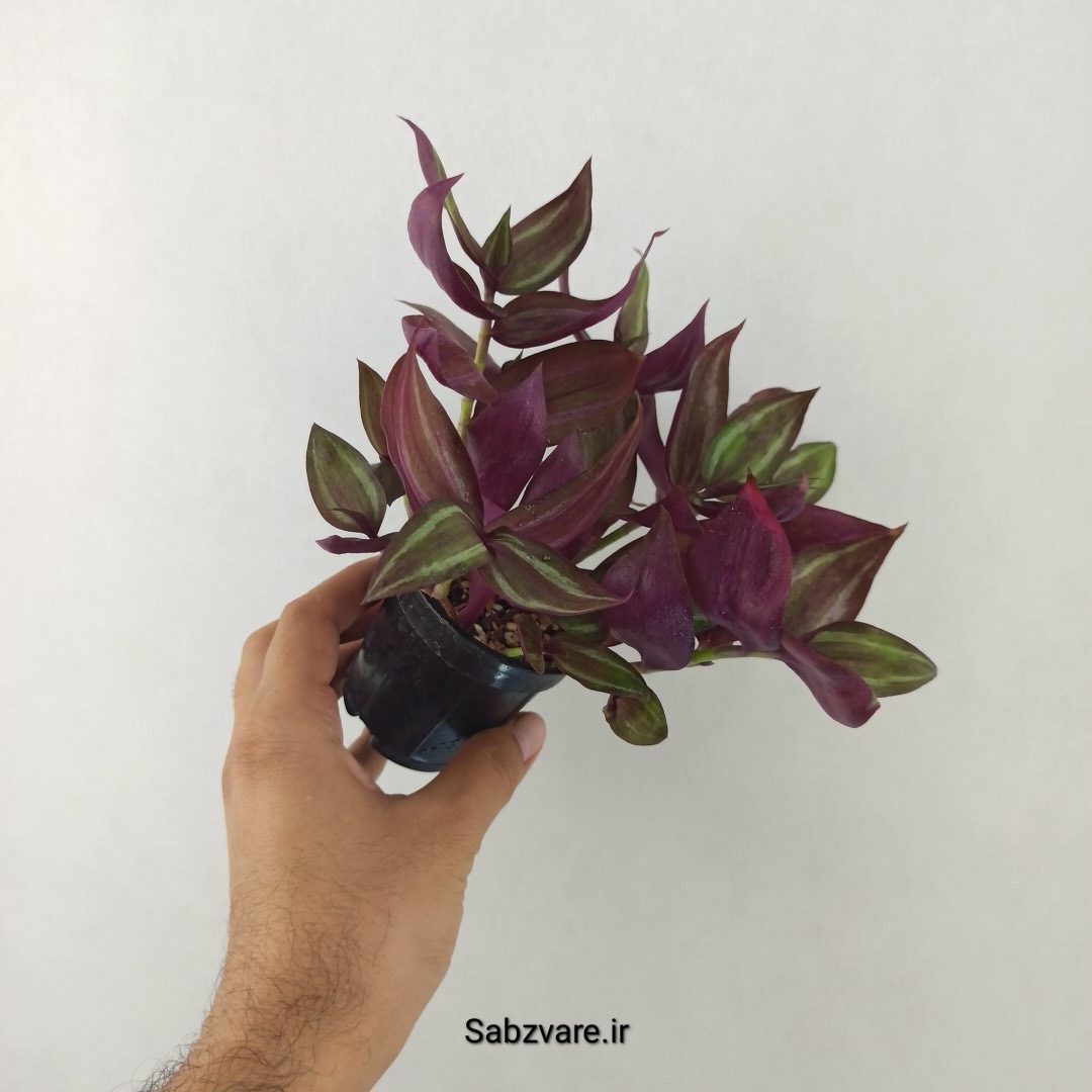 برگ بیدی پوست پیازی (25479)