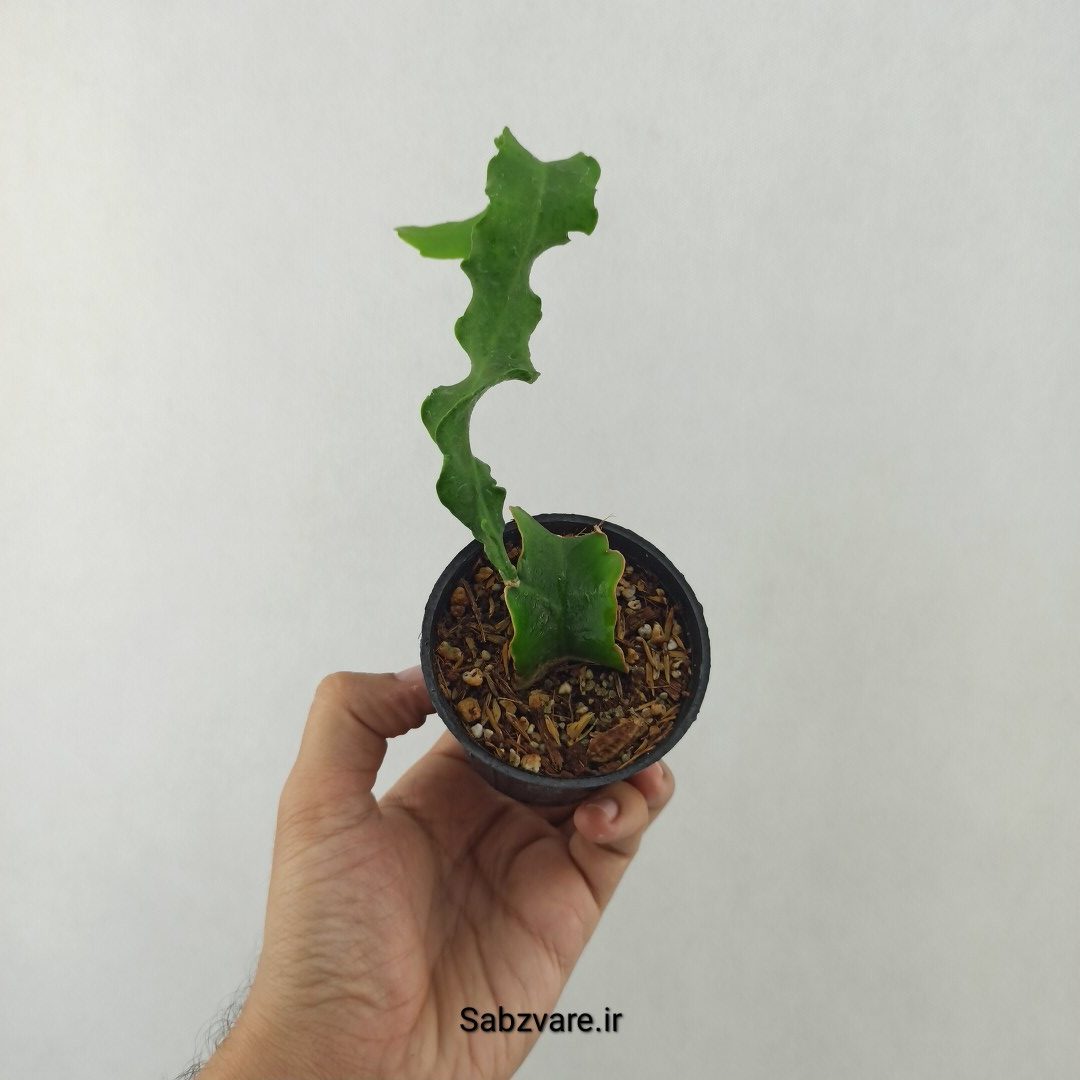 اپیفیلوم پیچ (25483) - Image 2