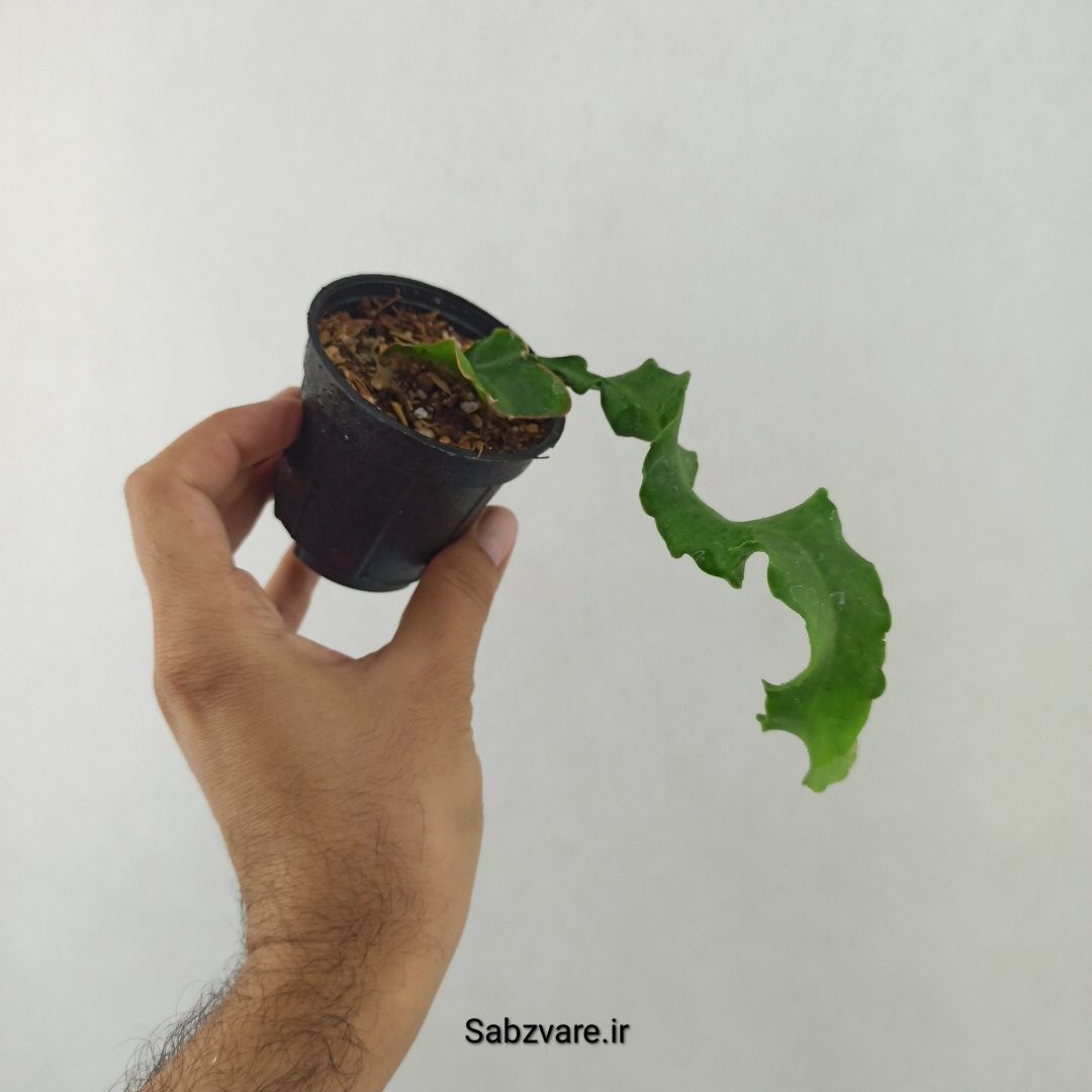 اپیفیلوم پیچ (25483) - Image 3