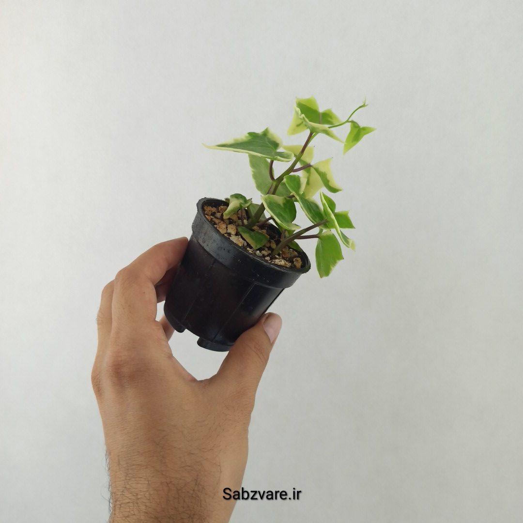 سنسیو ماکروگلسوس ابلق (25485)
