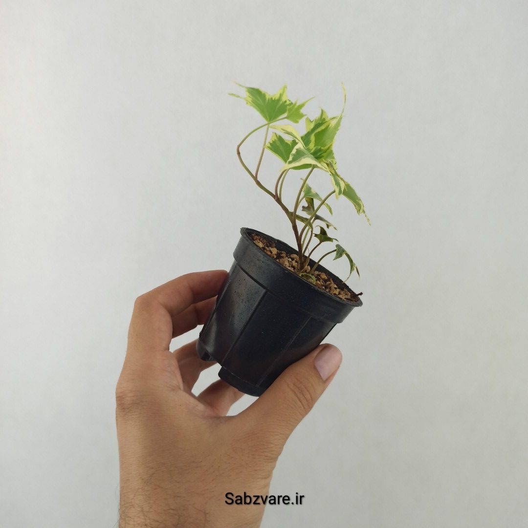 پاپیتال استارلیف ابلق (25489) - Image 2
