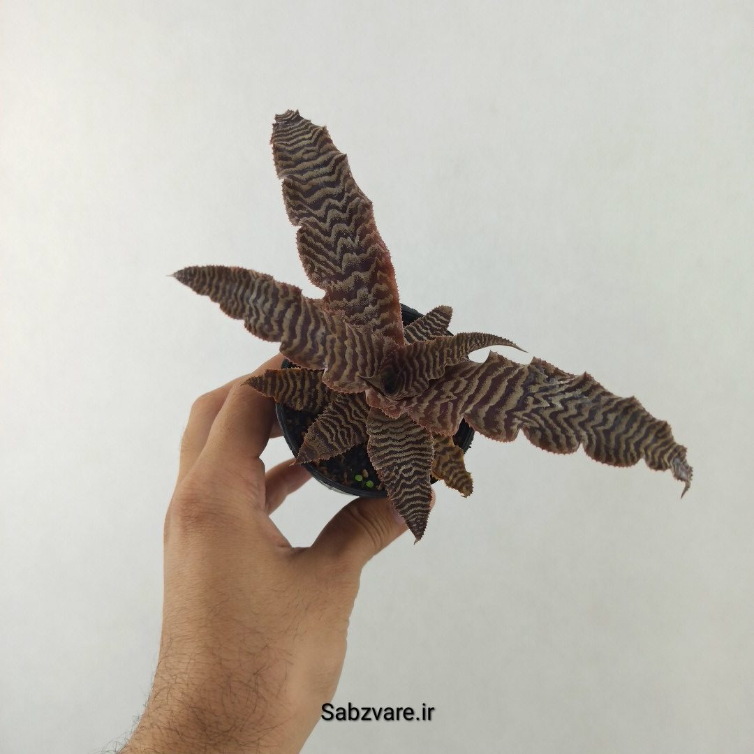 کریپتانتوس فوستریانوس (25498) - Image 2