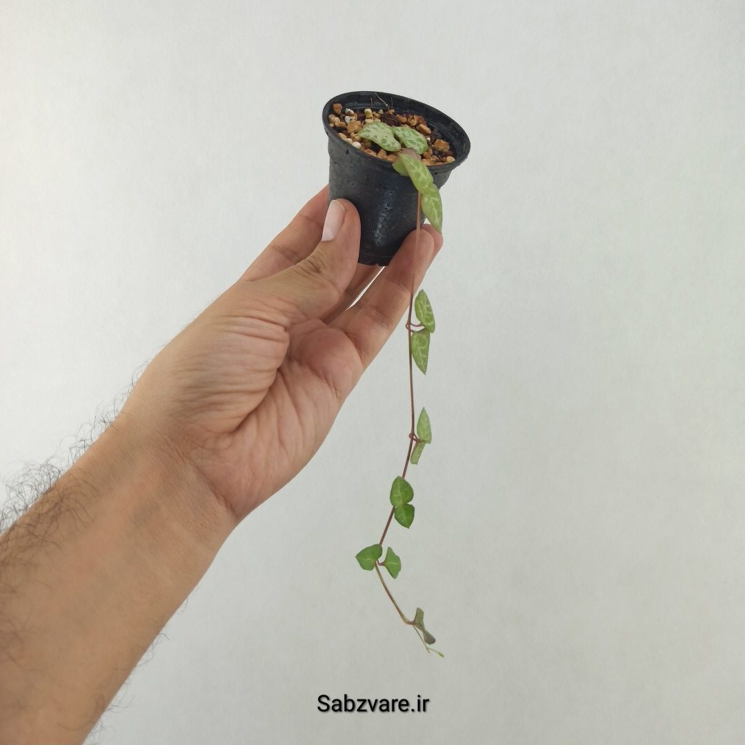 سروپژیا دوربان (25500) - Image 2