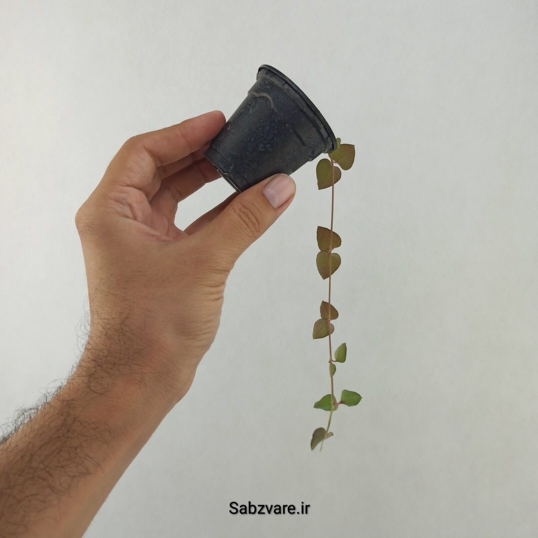 سروپژیا دوربان (25500) - Image 3