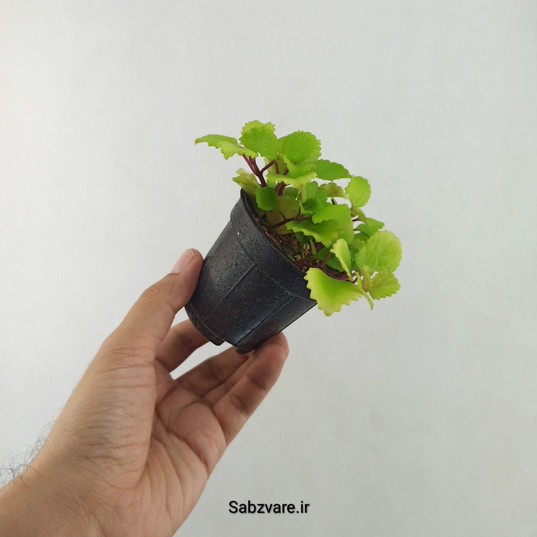 پیچک سوئدی (25502)