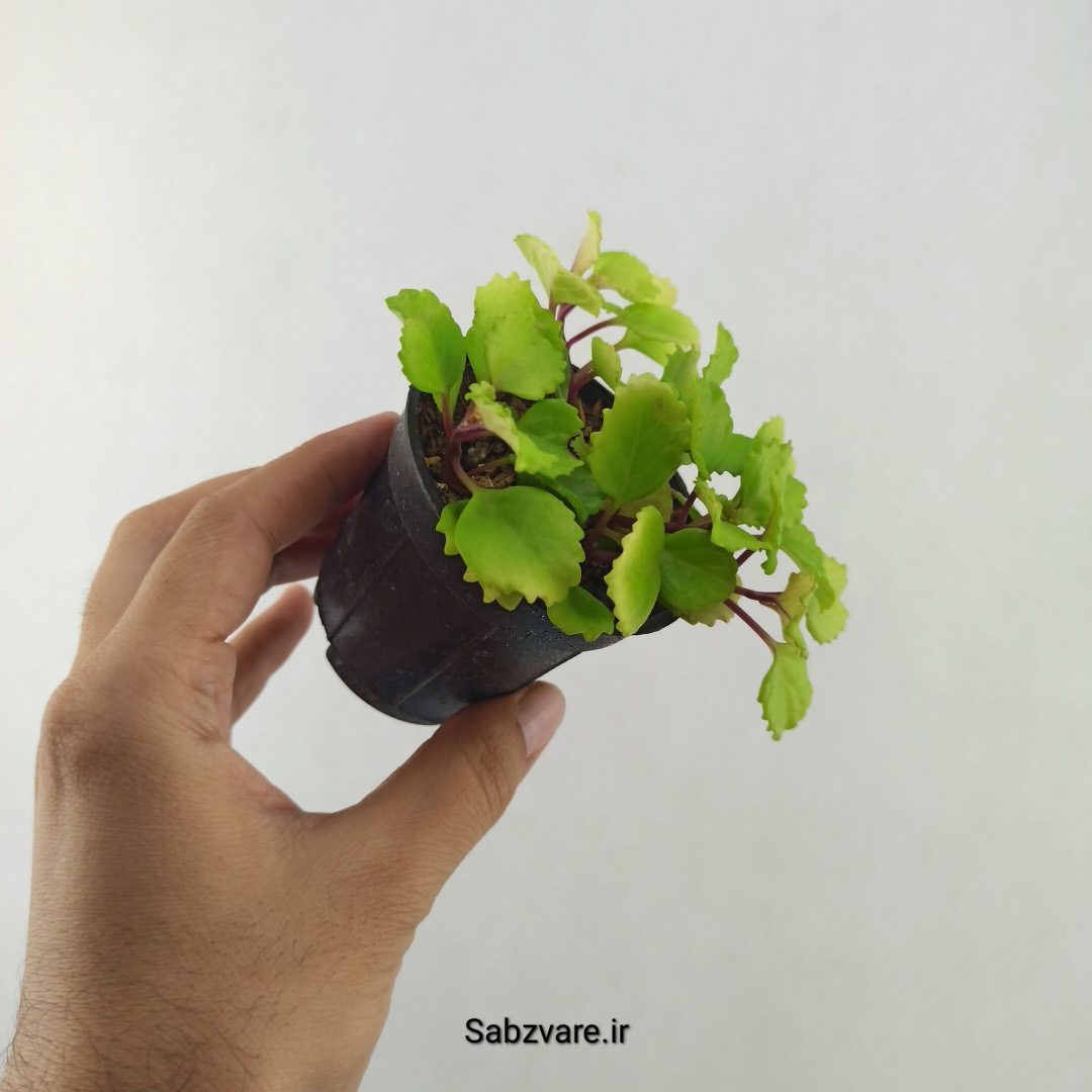 پیچک سوئدی (25502) - Image 3