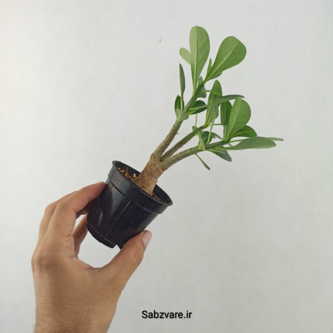 آدنیوم چند شاخه (25507) - Image 3