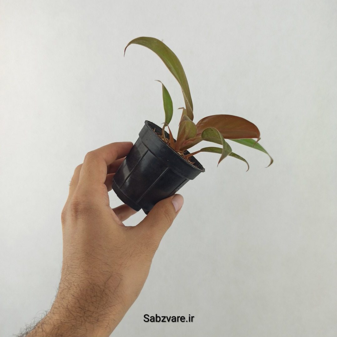 فیلودندرون پاییزی (25510)