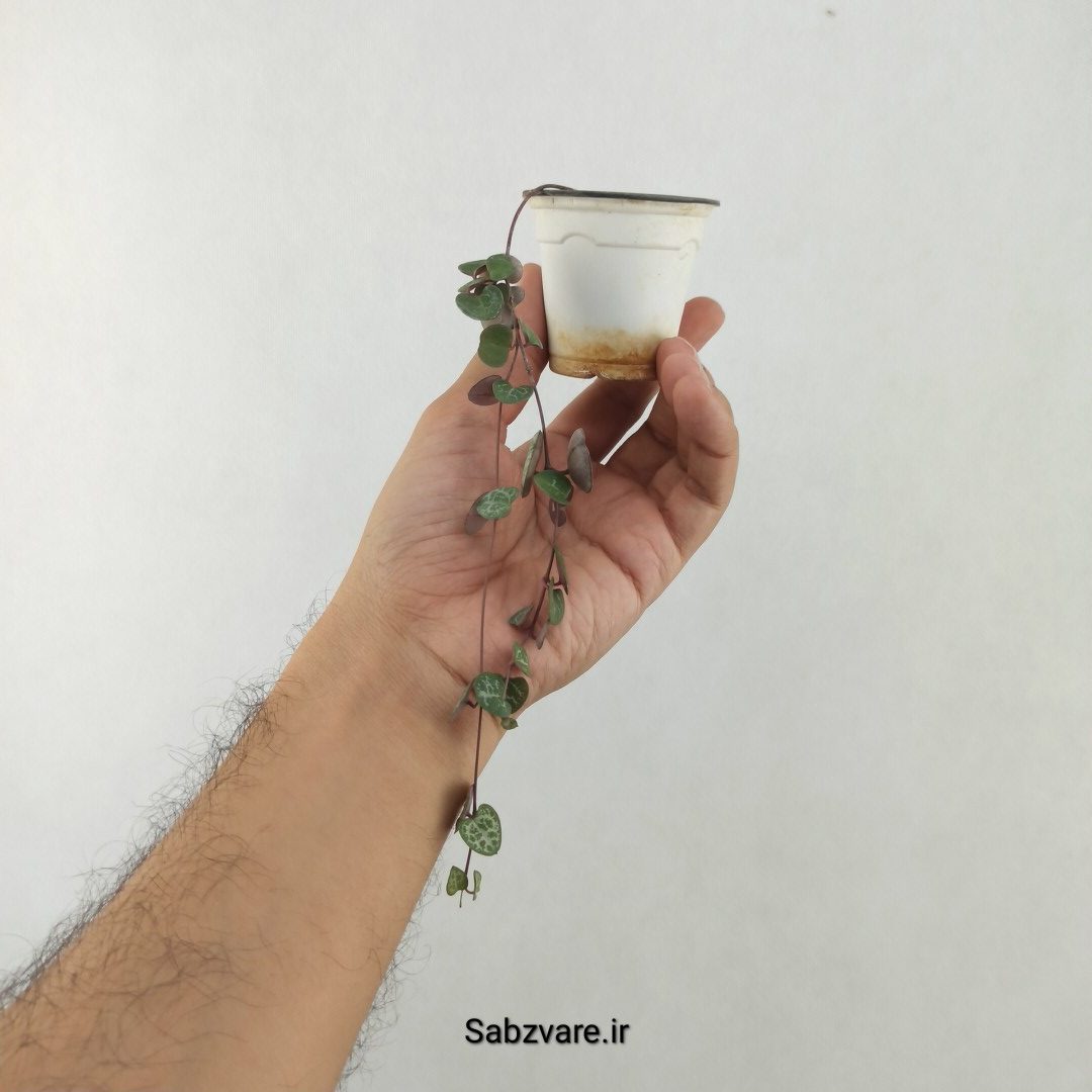 سروپژیا سبز (25514)