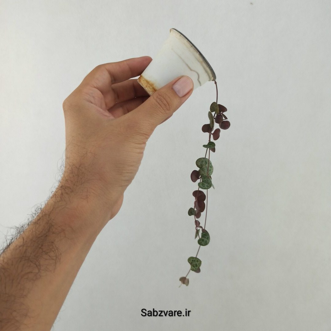 سروپژیا سبز (25514) - Image 2