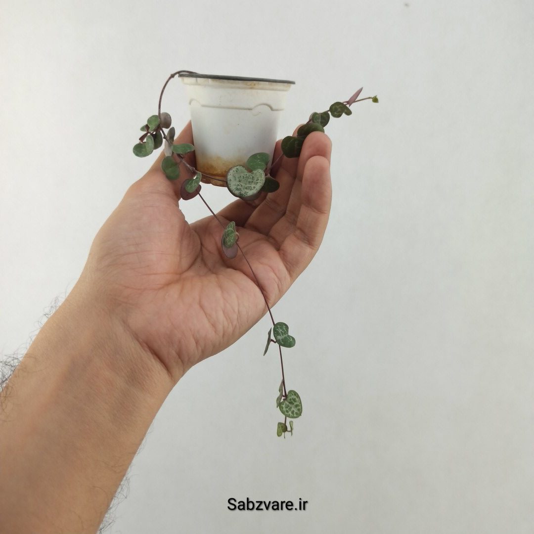 سروپژیا سبز (25514) - Image 3