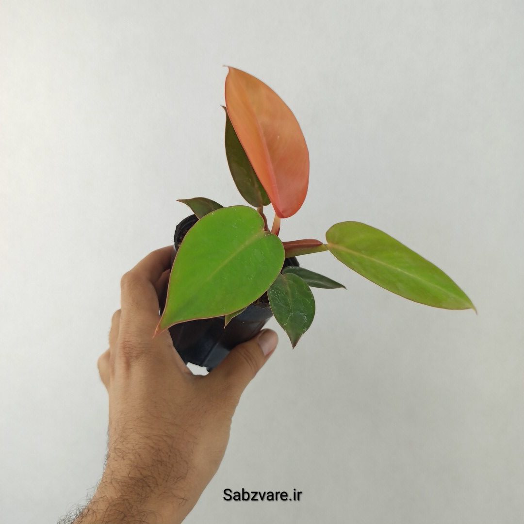 فیلودندرون پرتقالی (25519)