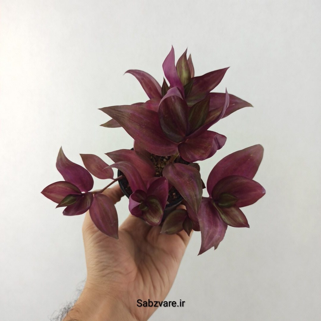 برگ بیدی پوست پیازی (25521) - Image 2