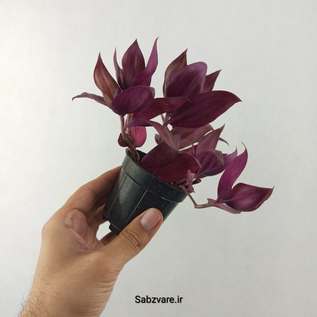 برگ بیدی پوست پیازی (25521) - Image 3