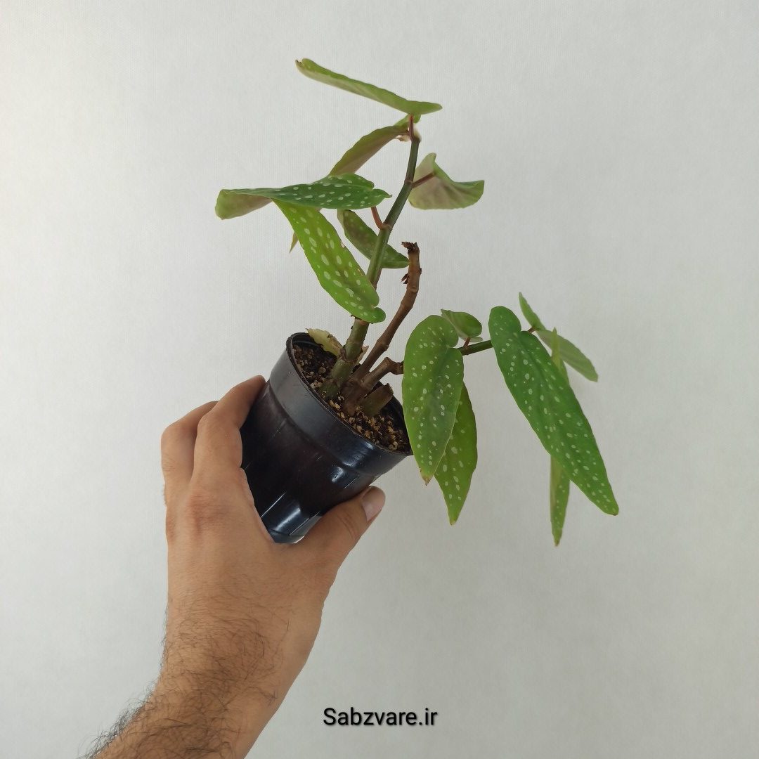 بگونیا آلبوپیکتا (25525)