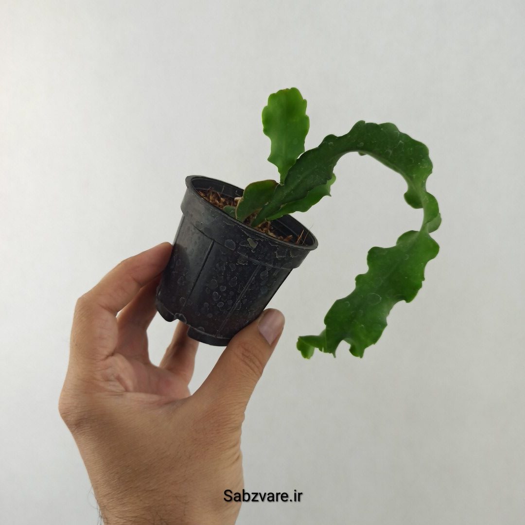 اپیفیلوم پیچ (25529) - Image 3