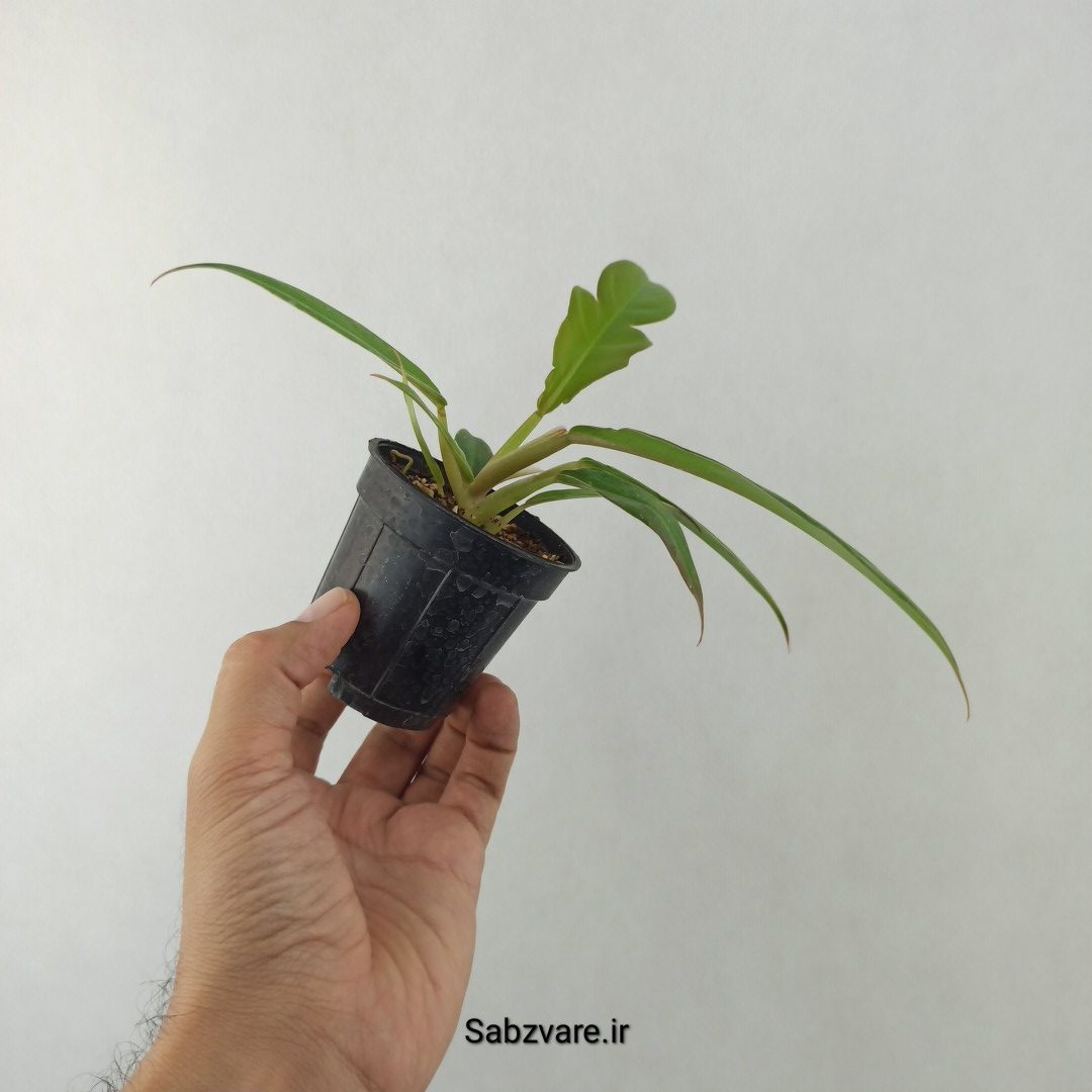فیلودندرون کنگره سبز (25535)