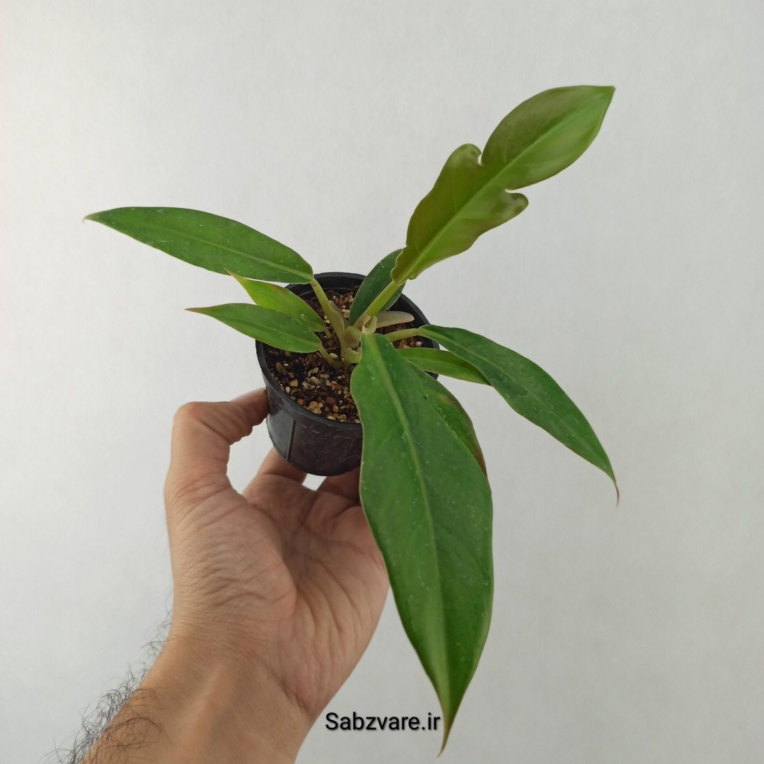 فیلودندرون کنگره سبز (25535) - Image 2